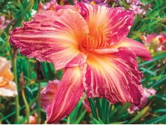 Лилейник гибридный Лилейник гибридный