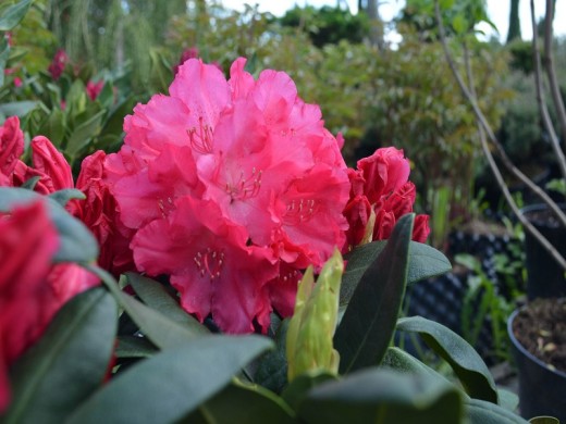 Рододендрон якушиманский Рододендрон якушиманский