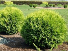 Туя западная 