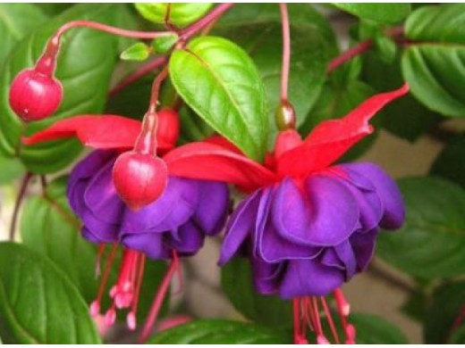 Фуксия ампельная Фуксия ампельная