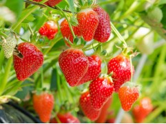 Земляника крупноплодная ремонтантная 