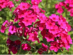 Флокс метельчатый 