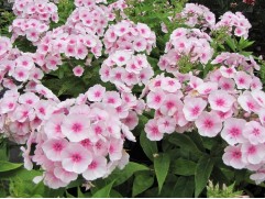 Флокс метельчатый 