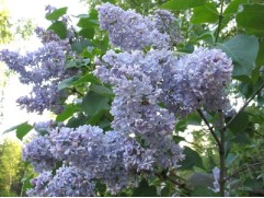 Сирень обыкновенная Сирень обыкновенная