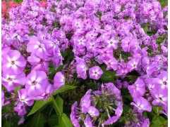 Флокс метельчатый 