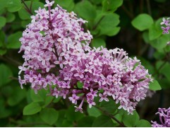 Сирень Мейера Сирень Мейера