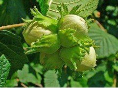 Лещина (фундук) 