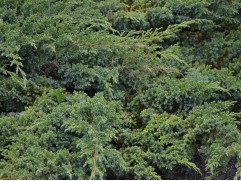 Можжевельник чешуйчатый 