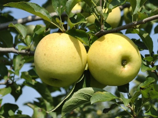 Яблоня Яблоня