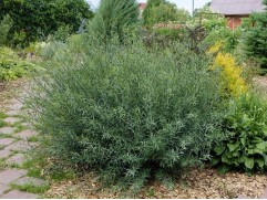 Ива пурпурная 