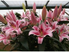 Лилия ОТ-гибрид Лилия ОТ-гибрид