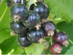 Смородина черная Смородина черная