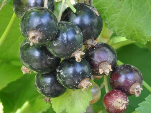 Смородина черная Смородина черная