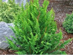 Кипарисовик тупой 