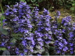 Живучка ползучая 