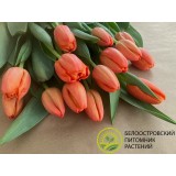 Тюльпан сорт 