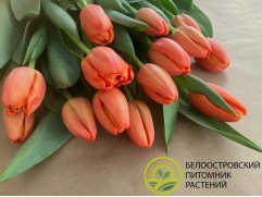 Тюльпан сорт 