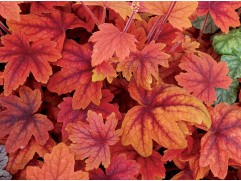 Гейхерелла 