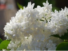 Сирень обыкновенная 