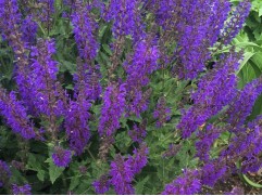 Шалфей дубравный 