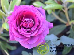 Роза чайно-гибридная 