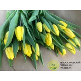 Тюльпан сорт 