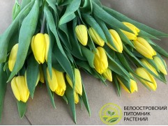 Тюльпан сорт 