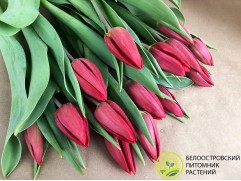 Тюльпан сорт 