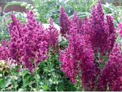 Шалфей дубравный 