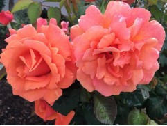 Роза плетистая Роза плетистая