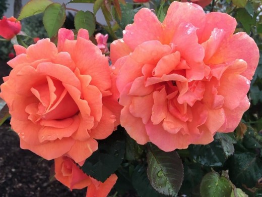 Роза плетистая Роза плетистая