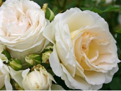 Роза штамбовая 