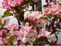 Яблоня декоративная 