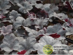 Гейхера гибридная 