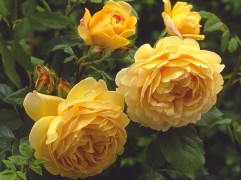 Роза штамбовая 