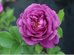 Роза штамбовая 