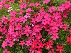 Флокс дугласа 