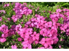 Флокс дугласа 