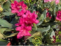 Рододендрон катевбинский 