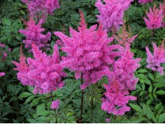 Астильба Арендса 