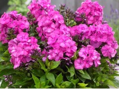 Флокс метельчатый 