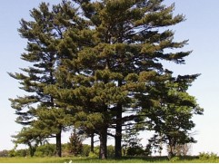 Сосна веймутовая (Контейнер 0,5л) Сосна веймутовая (Контейнер 0,5л)