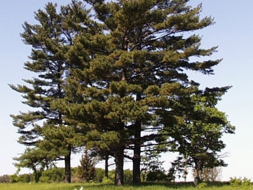 Сосна веймутовая (Контейнер 0,5л) Сосна веймутовая (Контейнер 0,5л)