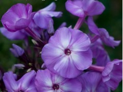 Флокс метельчатый 