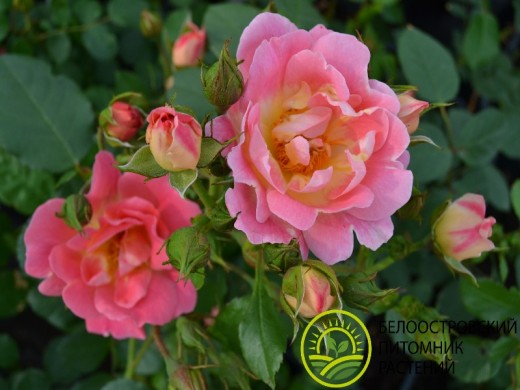 Роза шраб Роза шраб