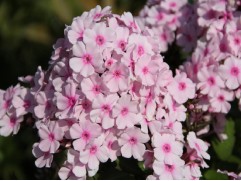 Флокс метельчатый 