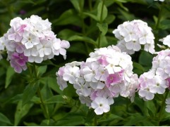 Флокс метельчатый 