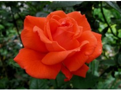 Роза чайно-гибридная 