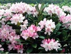 Рододендрон гибридный 