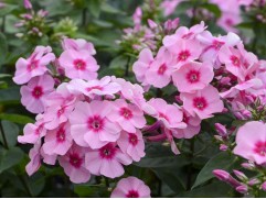 Флокс метельчатый 